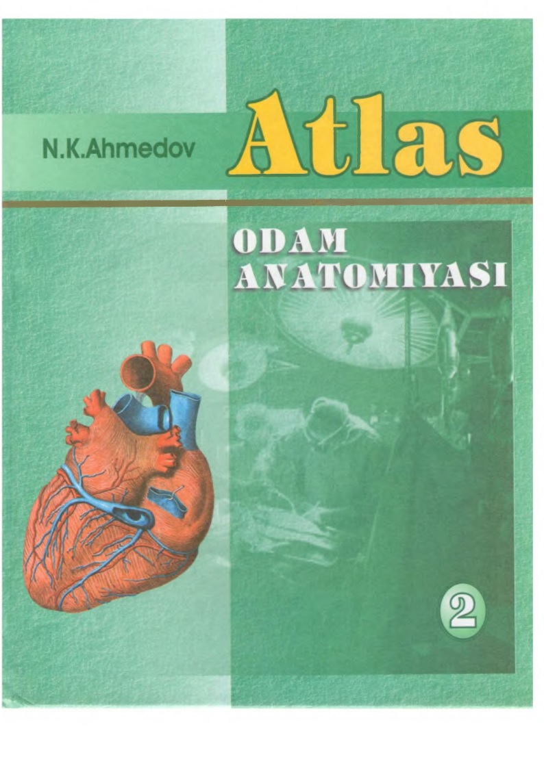 08atlasodamanatomiyasi2.jpeg