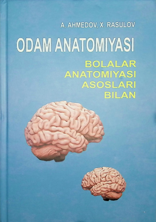 odamanatomyasi.png